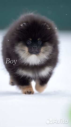 Померанский шпиц мальчик