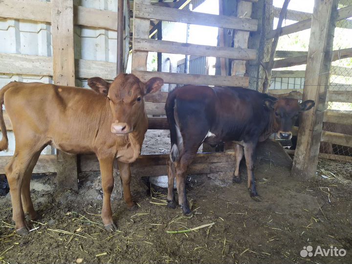 Бычки телята коровы