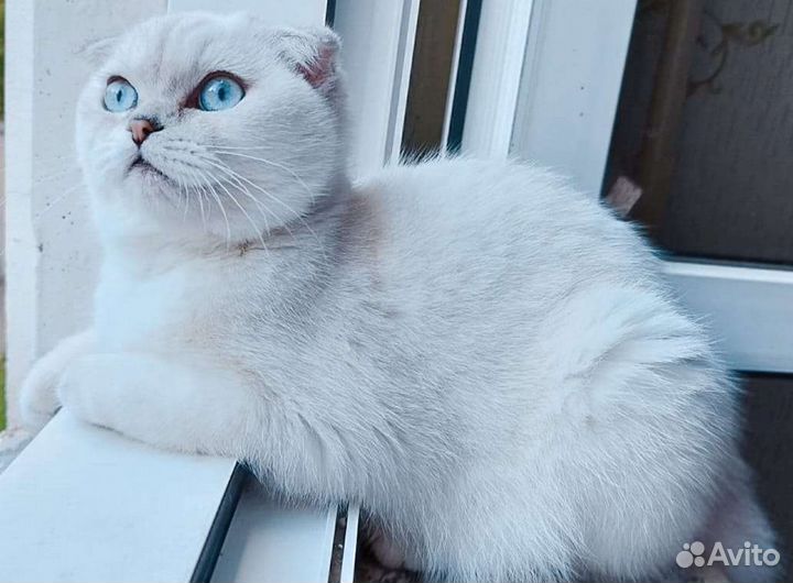 Шотландский кот на вязку