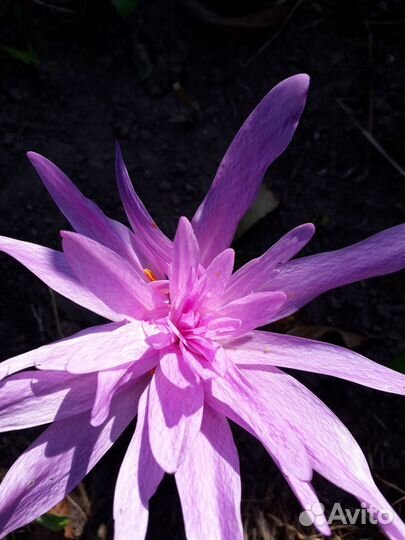 Безвременник махровый