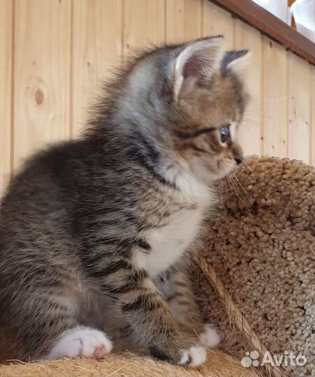 Котята в добрые руки метис британца