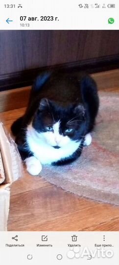 Кот в добрые руки