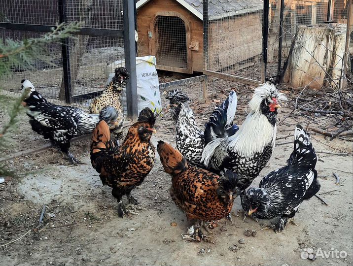 Инкубационное яйцо Павловских кур