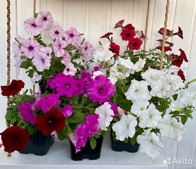 Петуния ампельная профессиональных сортов черенки