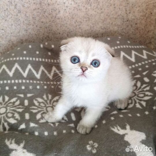 Котята шотландские