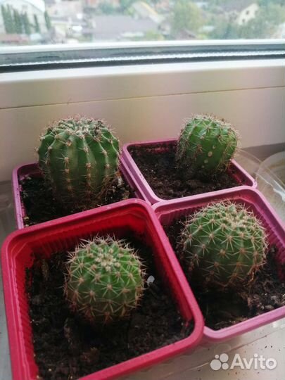 Кактус маленький