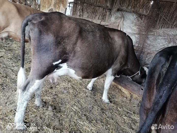 Молочные молодые