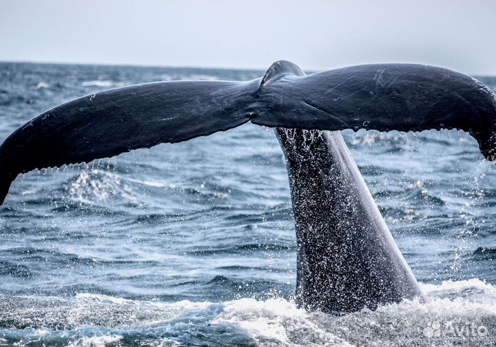 Поиск китов. Териберка