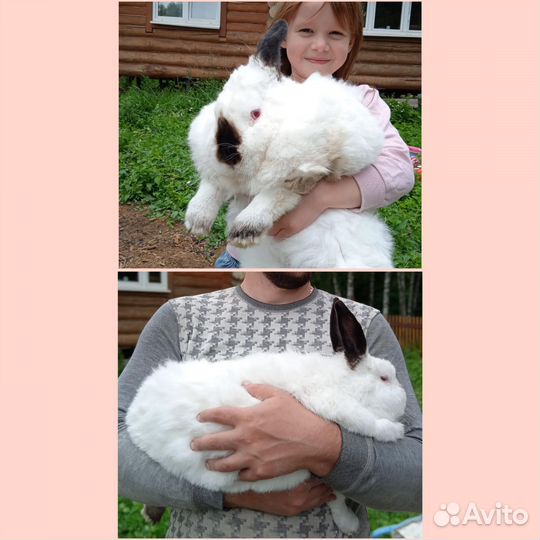 Кролик в добрые руки