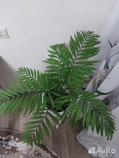 Пальма хамедорея