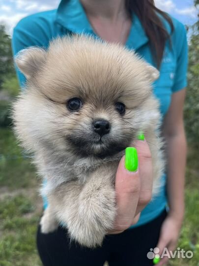 Померанский шпиц