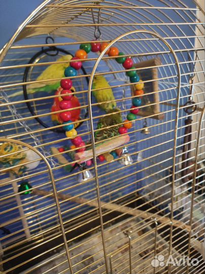 Волнистый попугай с клеткой