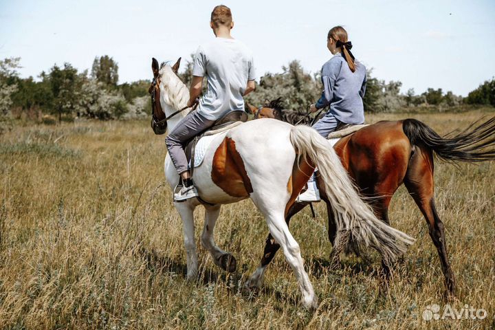 Конные прогулки на лошадях и пони