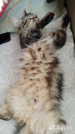 Кошка- подросток (М) девочка