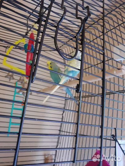 Волнистый попугай с клеткой