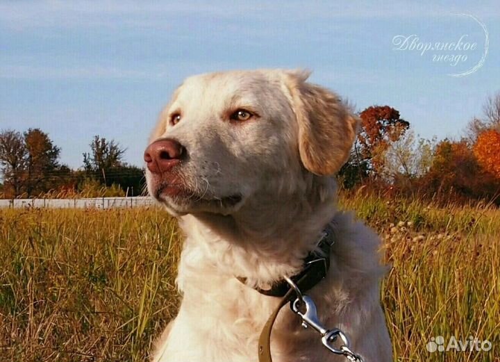 В добрые руки