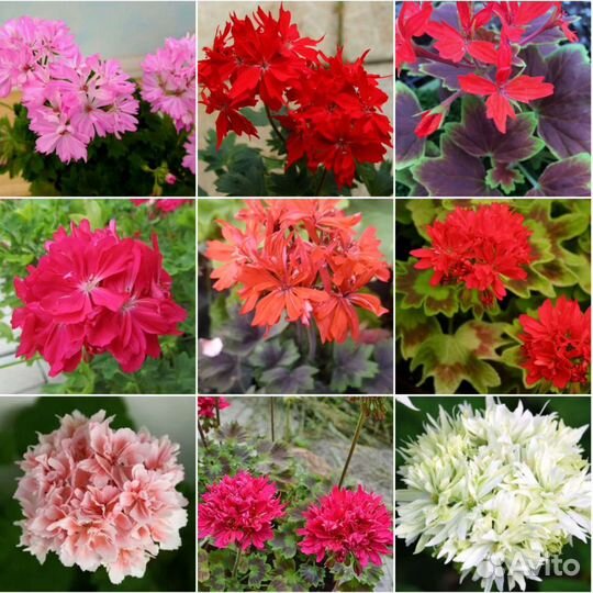 Сортовые пеларгонии