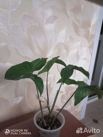 Сингониум сорт imperial - вайт