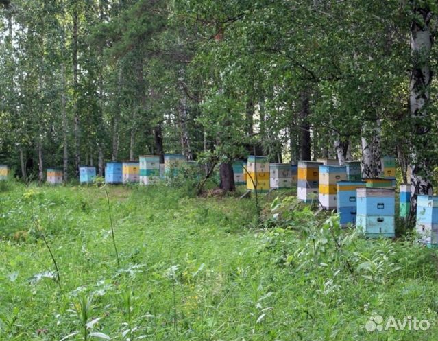 Мёд 24 года натуральный оптом