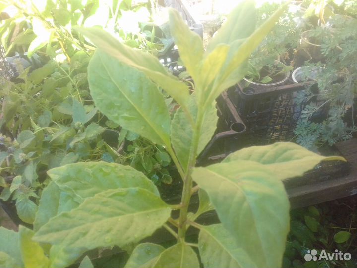 Джинура или Гинура распростертая, Cамбунг Ниава