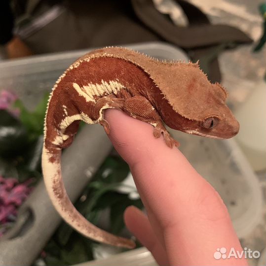 Бананоеды Red Lilly White