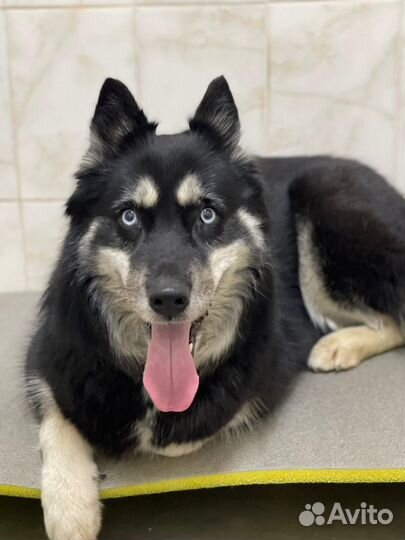 Передержка/зоогостиница для собак и кошек