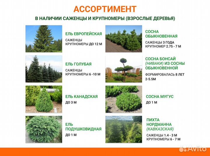 Саженцы деревьев плодовые