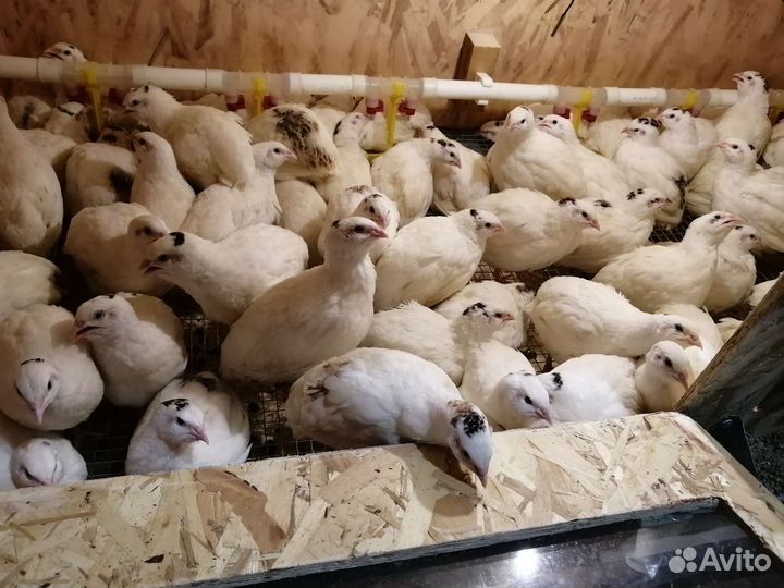 Перепела Радонежские