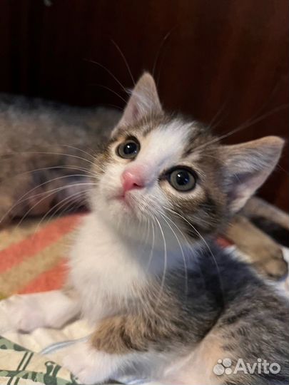 Малышки ищут добрые ручки