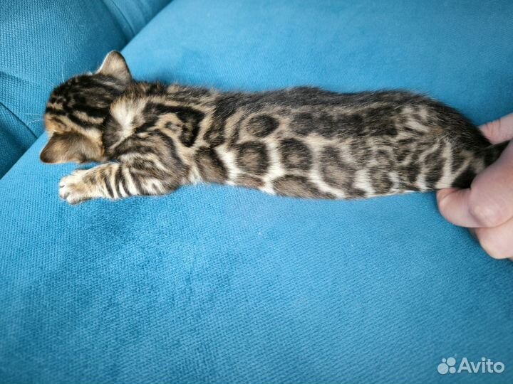 Бенгальские котята