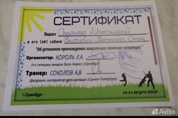 Дрессировка собак