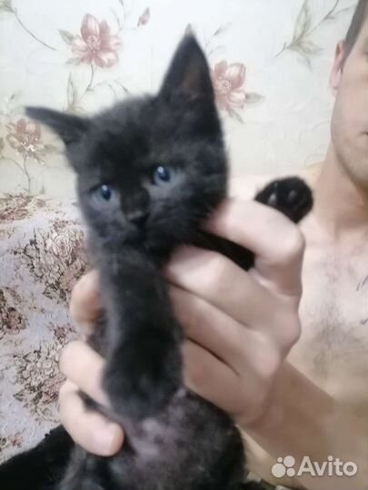 Котенок кошечка