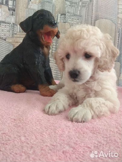 Пуделяшка-очаровашка