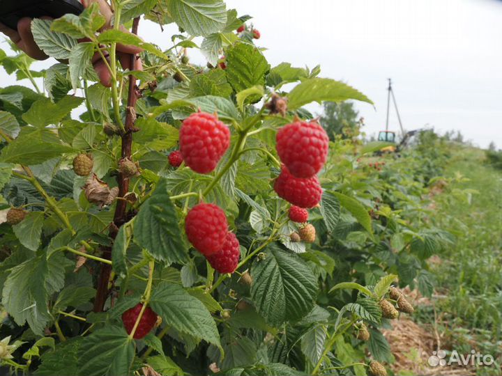 Малина свежая сегодняшняя с доставкой