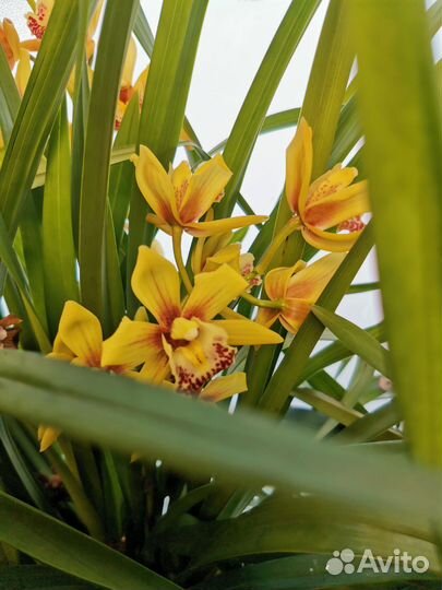 Орхидея цимбидиум