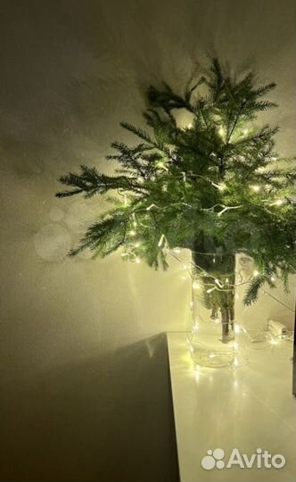 Лапник ветки нобилис