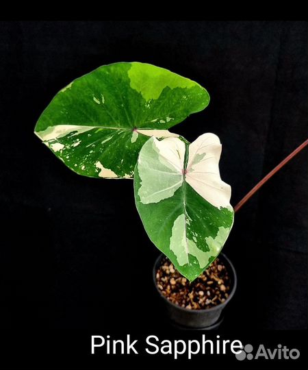 Колоказия Pink Sapphire
