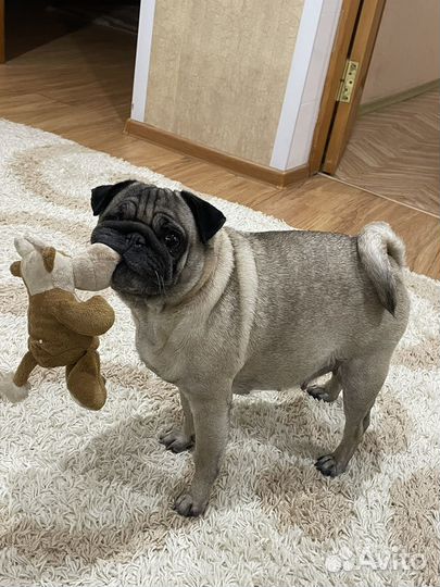 Щенки мопса