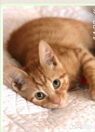 Умная молодая кошечка