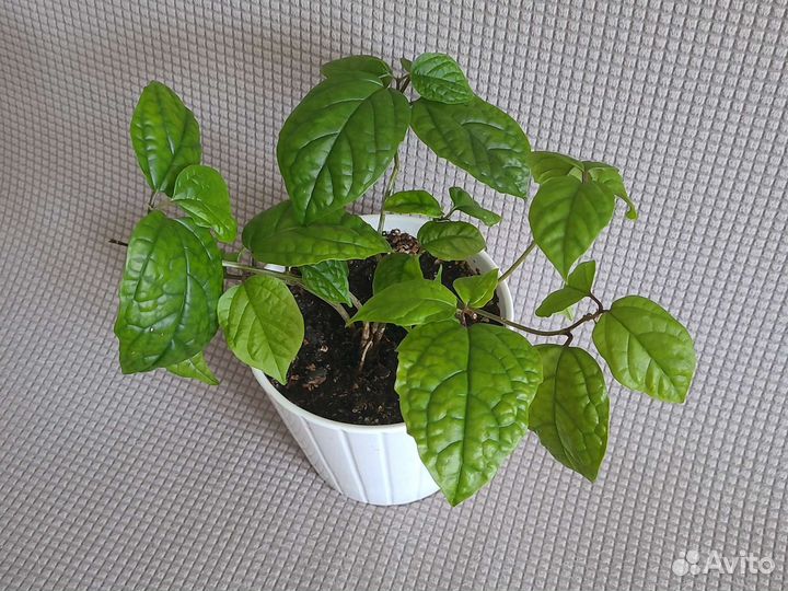 Клеродендрум Томпсона