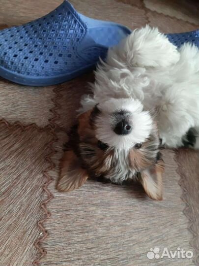 Щенок бивера