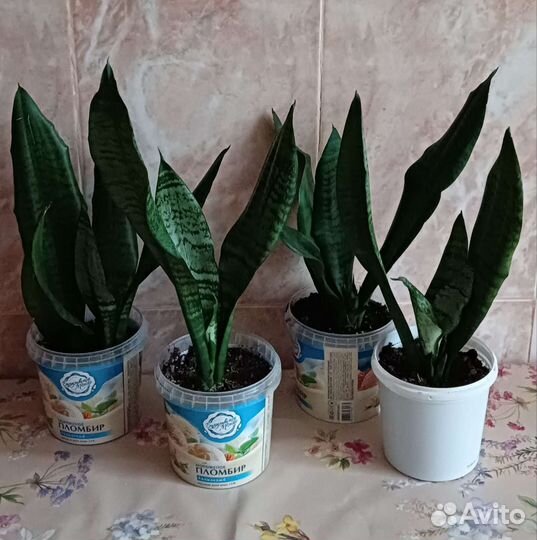 Сансевиерия (щучий хвост)