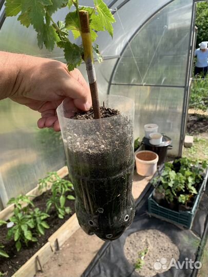 Саженцы Винограда