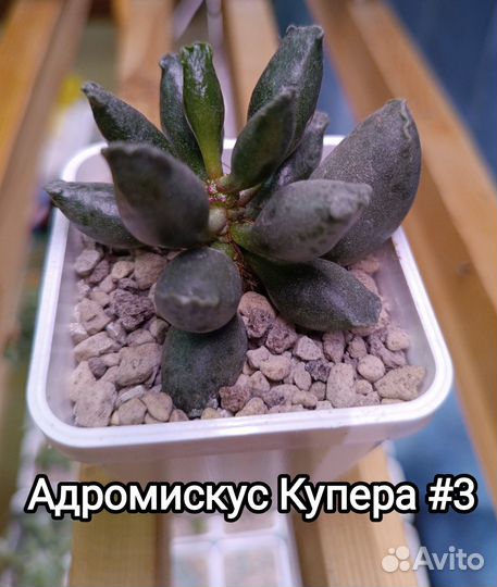 Суккуленты Адромискус Купера