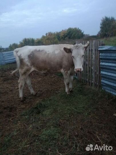 Корова дойная