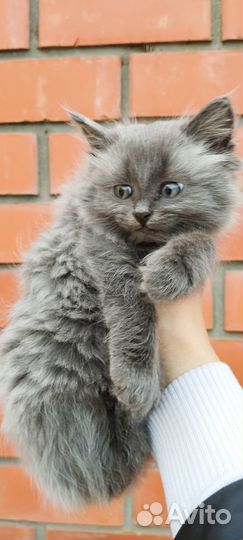 Отдам в добрые, заботливые руки даром бесплатно