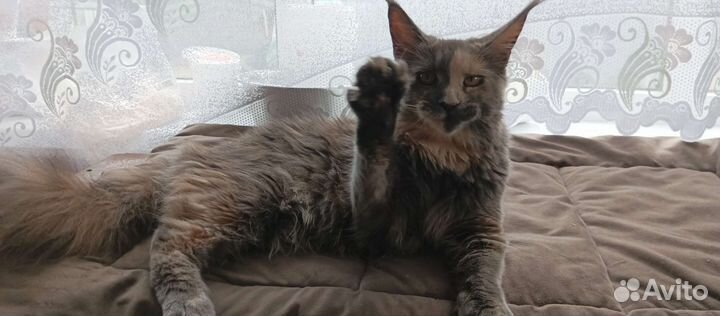 Лучший представитель породы Мейн Кун