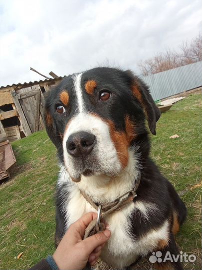 Щенок большой Швейцарский зенненхунд