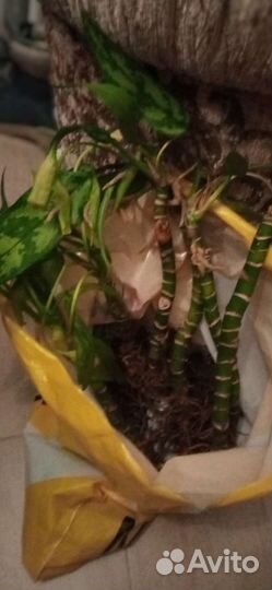 Отростки дифенбахии