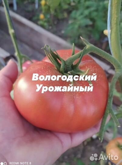 Семена томатов 2022 года